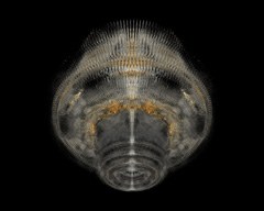 Mandelbulb518 view 1